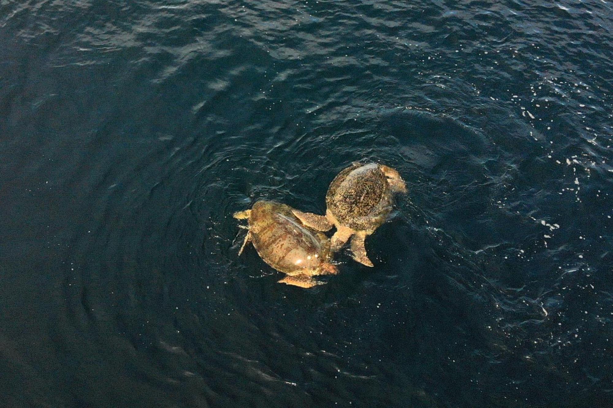 Nunukan Island Resort Maratua Island Экстерьер фото